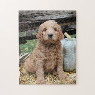 Goldendoodle valppussel pussel