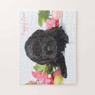 Goldendoodle valppussel pussel