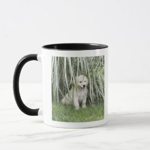Goldendoodle valpsitta under högväxt gräs mugg