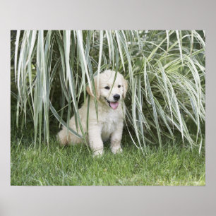 Goldendoodle valpsitta under högväxt gräs poster