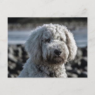 goldendoodle vykort