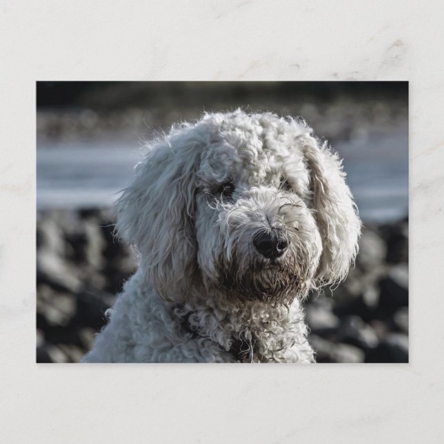 goldendoodle vykort (Framsida)