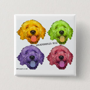 Goldendoodles härskar kvadrerar knäppas knapp
