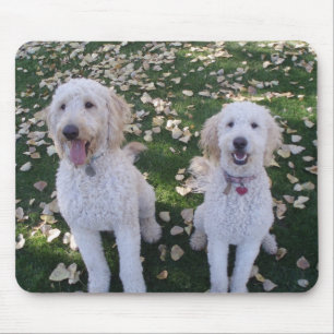 GoldenDoodles i höst löv Musmatta