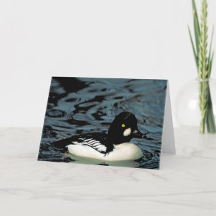 Goldeneye Anka Kort