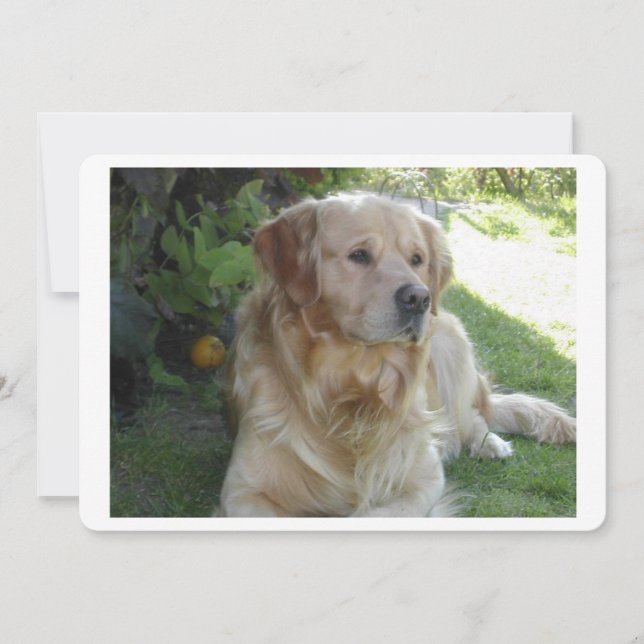 Goldenhämtar värpande 2.png (Framsida)