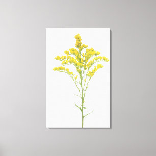 Goldenrod blommar (Solidagojunceaen), Nordamerika Canvastryck