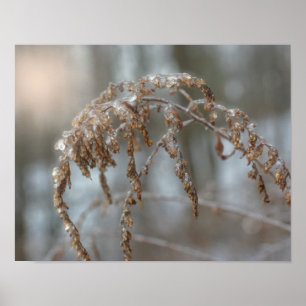 Goldenrod efter isstorm poster