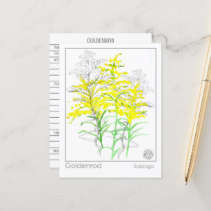 Goldenrod Materia Medica Monograph Herbal Study Vykort