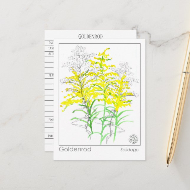 Goldenrod Materia Medica Monograph Herbal Study Vykort (Fram/Back In Situ)