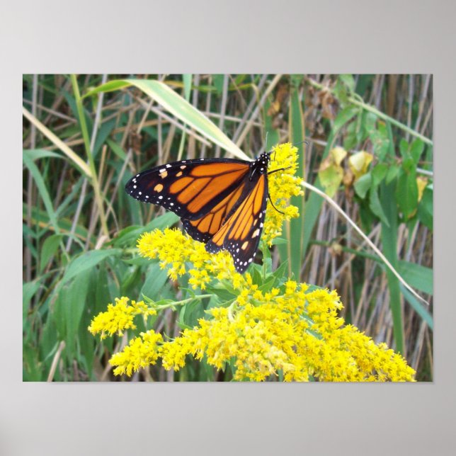 Goldenrod med fjäril poster (Framsidan)