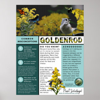 Goldenrod Misbegrepps- och Facts Blue-tema Poster