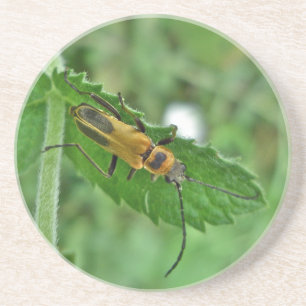 Goldenrod Soldier Beetle Underlägg