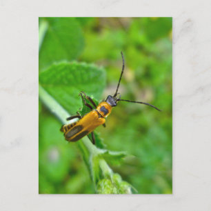 Goldenrod Soldier Beetle Vykort