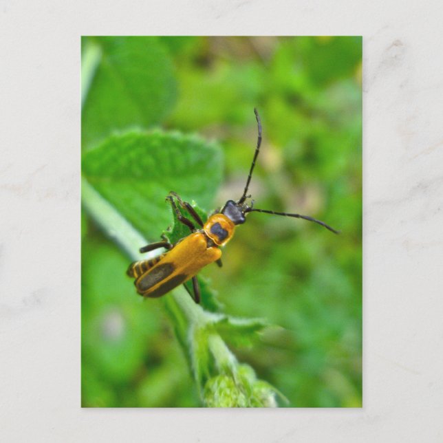 Goldenrod Soldier Beetle Vykort (Framsida)
