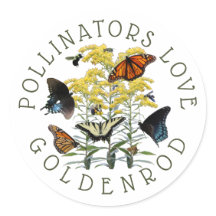 Goldenrod Solidago Wildblomma och pollinatorklasse