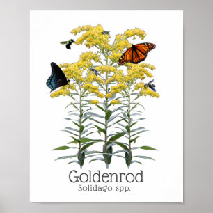 Goldenrod Solidago Wildblommor och pollinatorer Poster