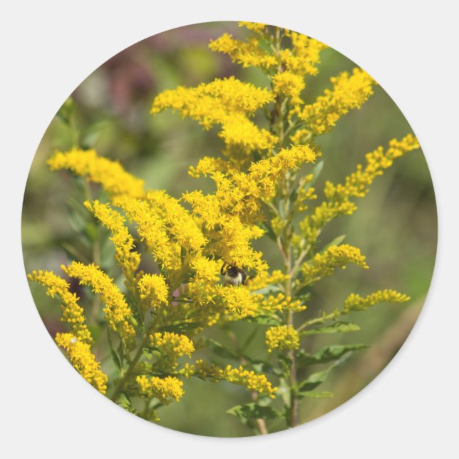Goldenrod vildblommar runt klistermärke (Framsida)