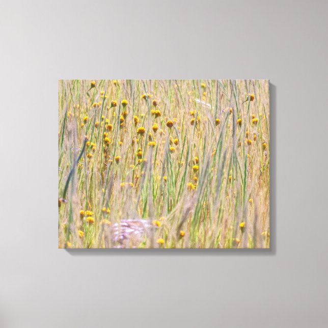 Goldfield och Grass Canvastryck (Framsida)