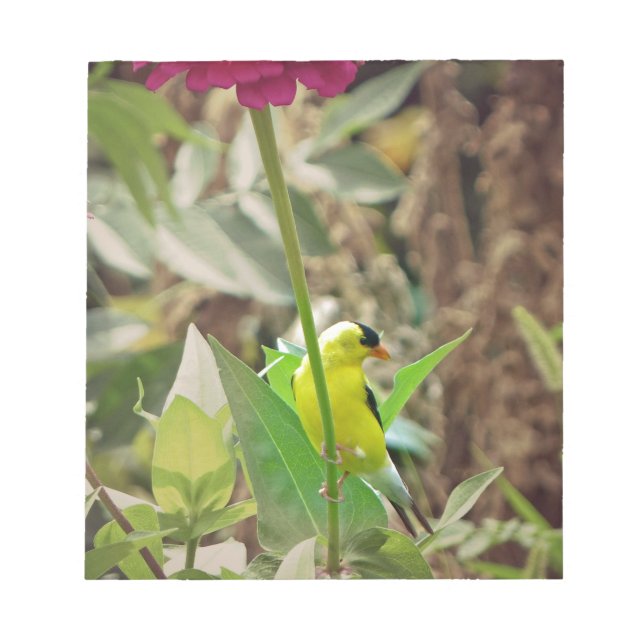 Goldfinch Anteckningsblock (Framsida)