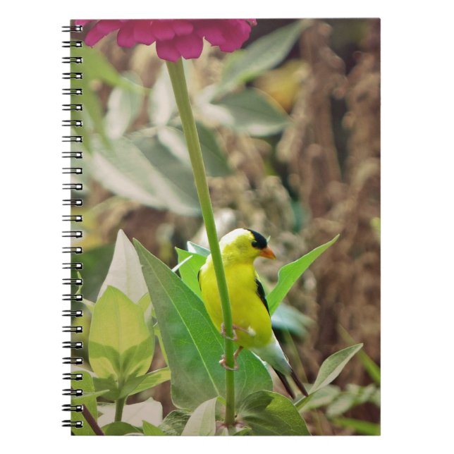 Goldfinch Anteckningsbok Med Spiral (Framsidan)