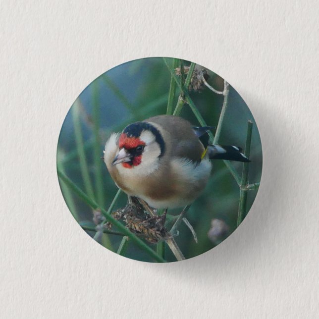 Goldfinch Badge Knapp (Framsida)