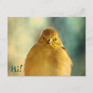 Goldfinch-foto Vykort
