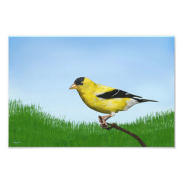 Goldfinch Fototryck