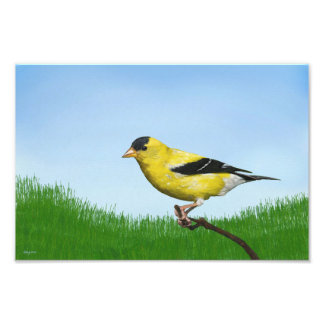 Goldfinch Fototryck