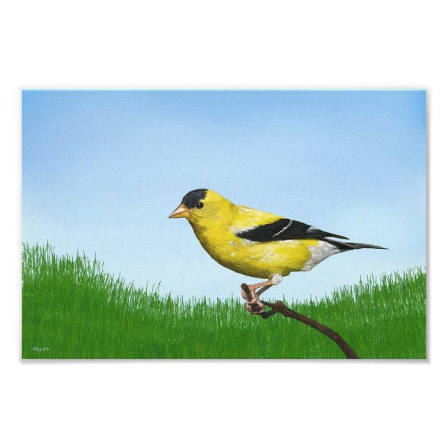 Goldfinch Fototryck (Framsidan)