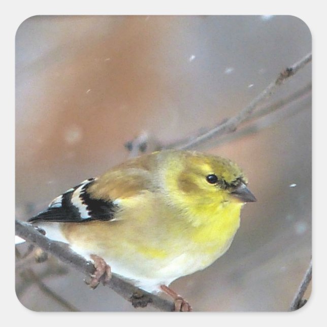 Goldfinch Fyrkantigt Klistermärke (Framsida)