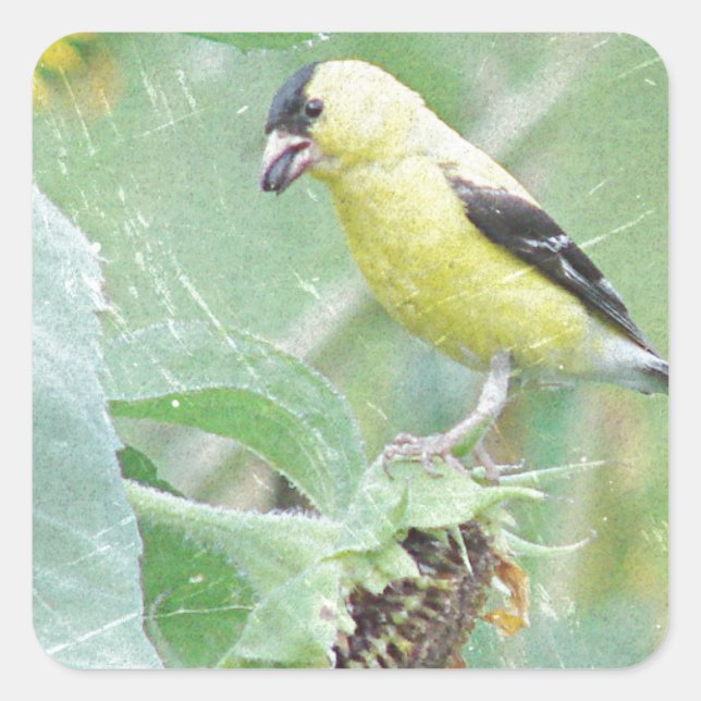 Goldfinch Grunge Fyrkantigt Klistermärke (Framsida)