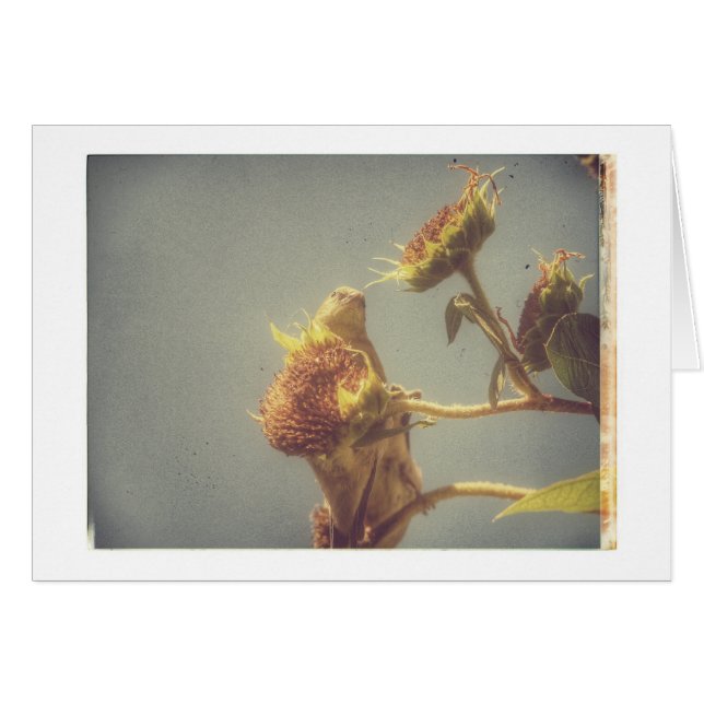 Goldfinch Grunge Hälsningskort (Framsidan Horizontal)