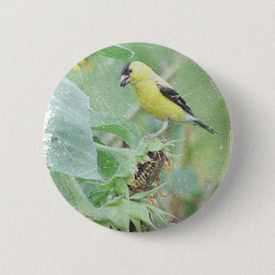 Goldfinch Grunge Knapp