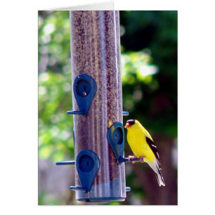 Goldfinch Hälsningskort