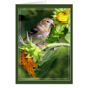 Goldfinch Hälsningskort