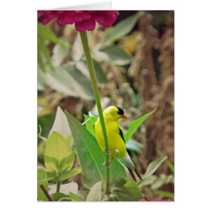 Goldfinch Hälsningskort