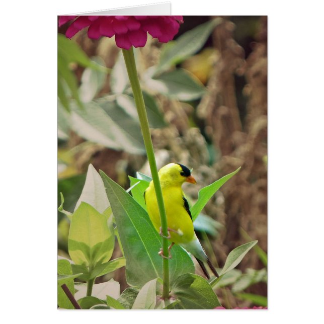 Goldfinch Hälsningskort (Framsidan)