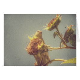 Goldfinch Hälsningskort