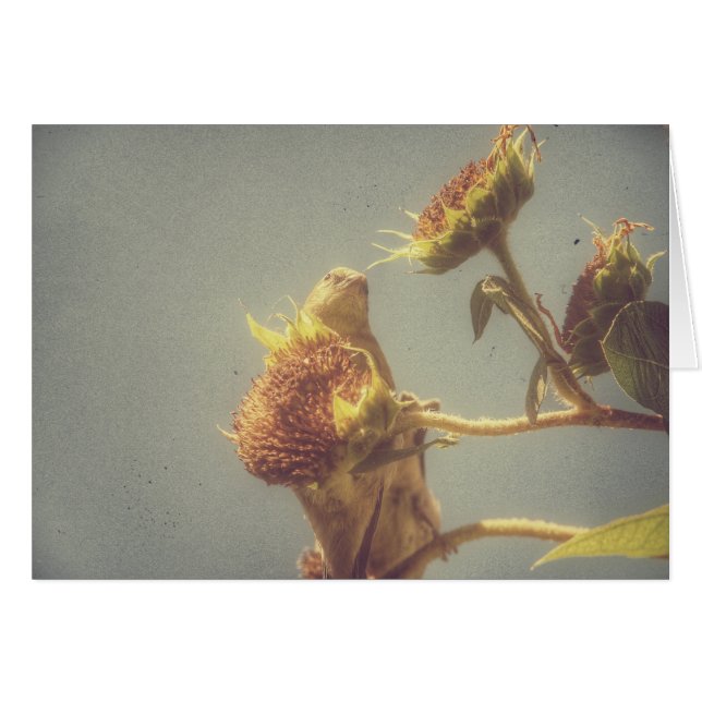 Goldfinch Hälsningskort (Framsidan Horizontal)