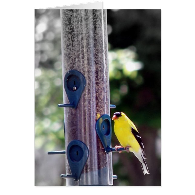 Goldfinch Hälsningskort (Framsidan)