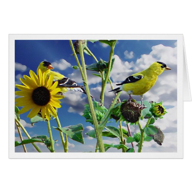 GoldFinch Hälsningskort (Framsidan Horizontal)