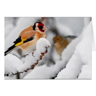 Goldfinch i snö hälsningskort