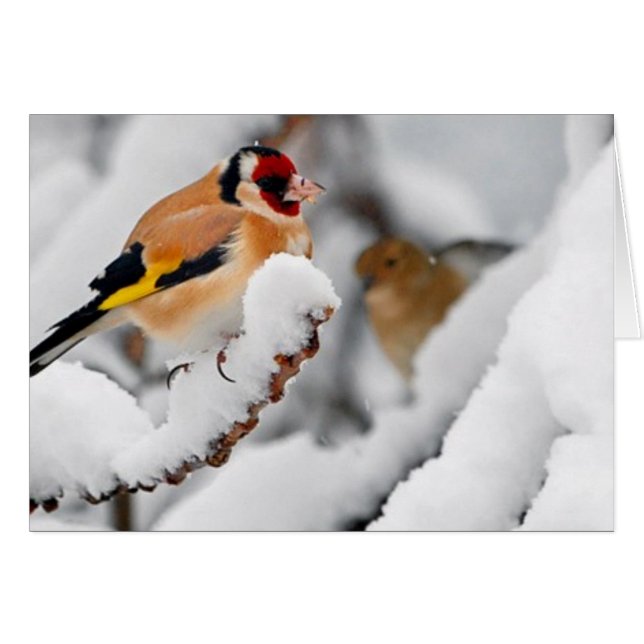 Goldfinch i snö hälsningskort (Framsidan Horizontal)
