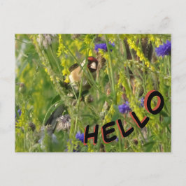 Goldfinch i Vild Flowers Fält HEJ Postcard Vykort