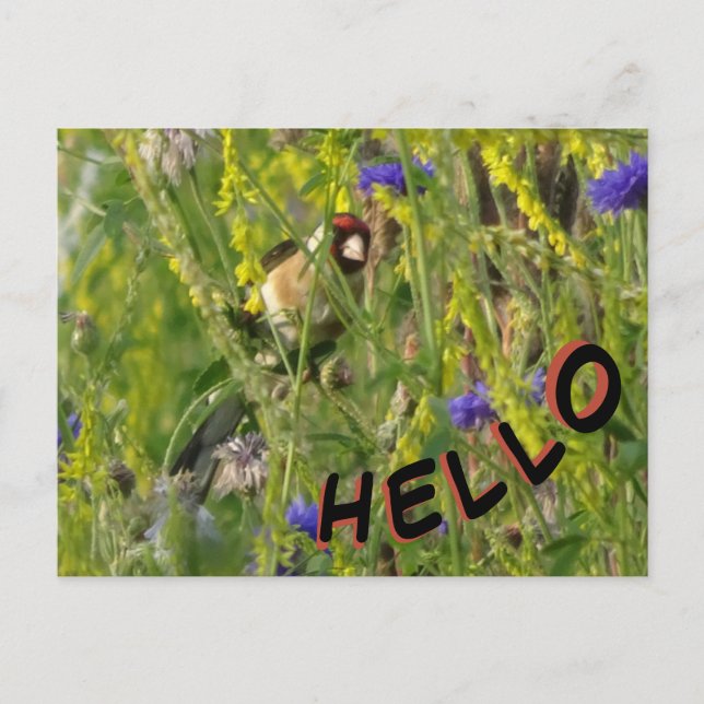 Goldfinch i Vild Flowers Fält HEJ Postcard Vykort (Framsida)