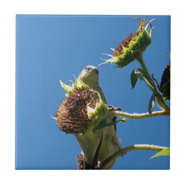 Goldfinch Kakelplatta (Framsidan)