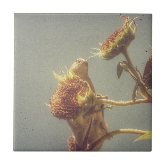 Goldfinch Kakelplatta (Framsidan)