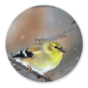 Goldfinch Knopp