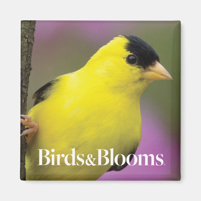 Goldfinch Magnet (Framsidan)